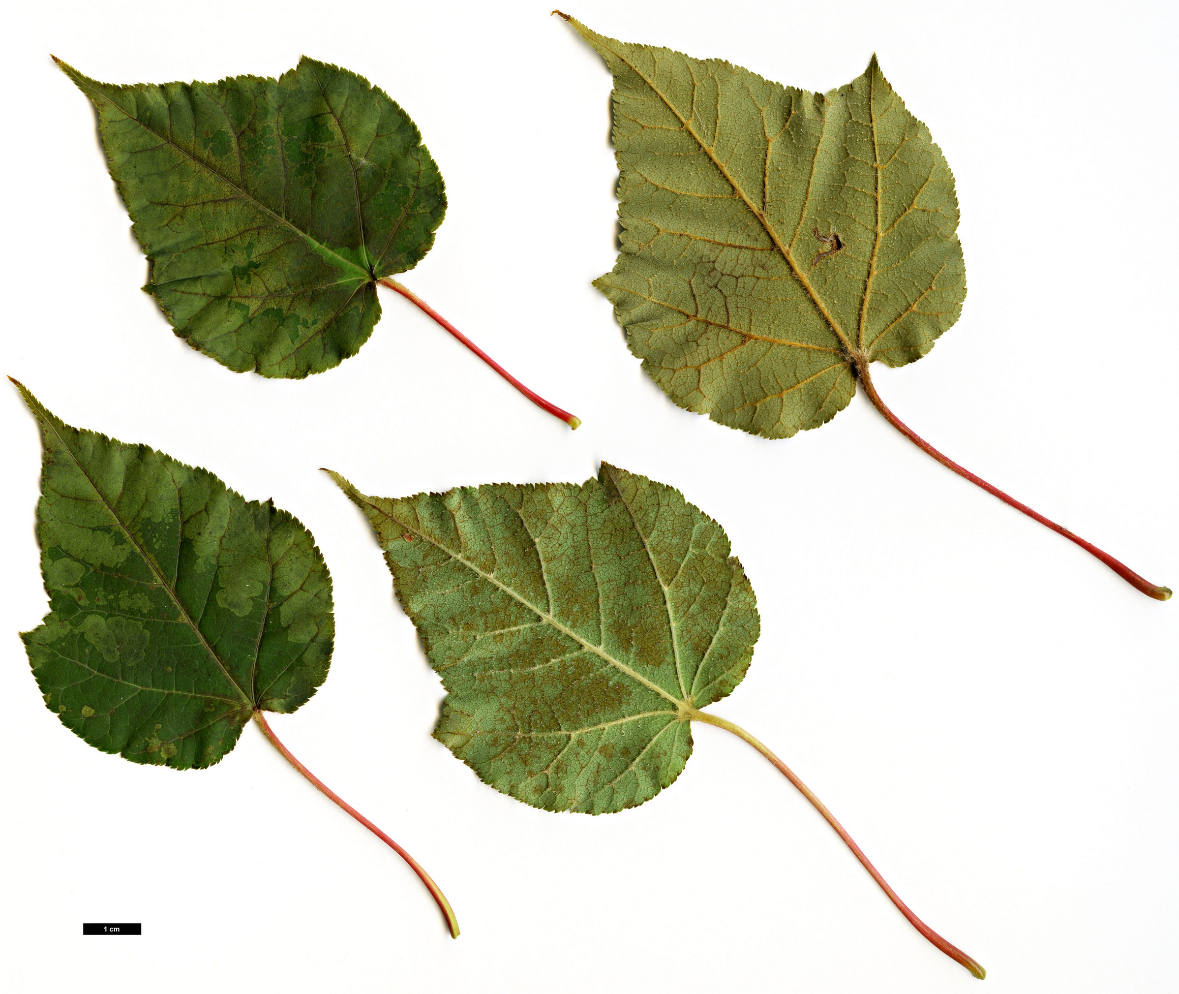 High resolution image: Family: Sapindaceae - Genus: Acer - Taxon: laxiflorum - SpeciesSub: var. longilobum